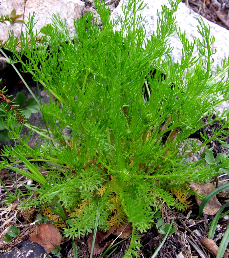 Image of Tripleurospermum subpolare specimen.