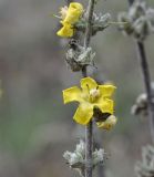 genus Verbascum