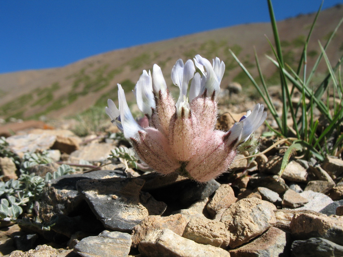 Image of Astragalus nivalis specimen.