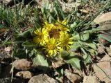 Inula rhizocephala. Цветущее растение. Кыргызстан, Зап. Тянь-Шань, Таласский Алатау, южн. сторона пер. Кара-Буура, ≈ 3150 м н.у.м., правый берег р. Чон-Тор под склоном южн. экспозиции. 17 июля 2018 г.