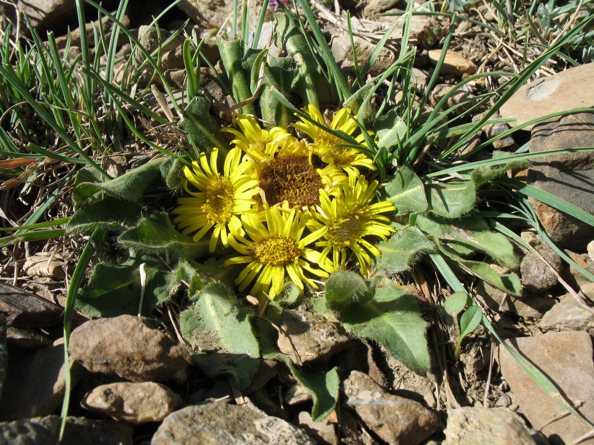 Изображение особи Inula rhizocephala.