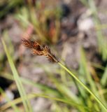 Carex leporina. Верхушка плодоносящего растения. Кировская обл. Верхнекамский р-н, окр. пос. Тупрунка, сырой луг вдоль старой вырубки. 25.08.2018.