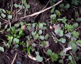 Geranium sibiricum