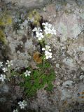 Saxifraga irrigua