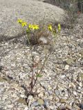 Senecio vernalis. Цветущее и плодоносящее растение. Дагестан, окр. г. Избербаш, побережье Каспийского моря. 13.05.2018.