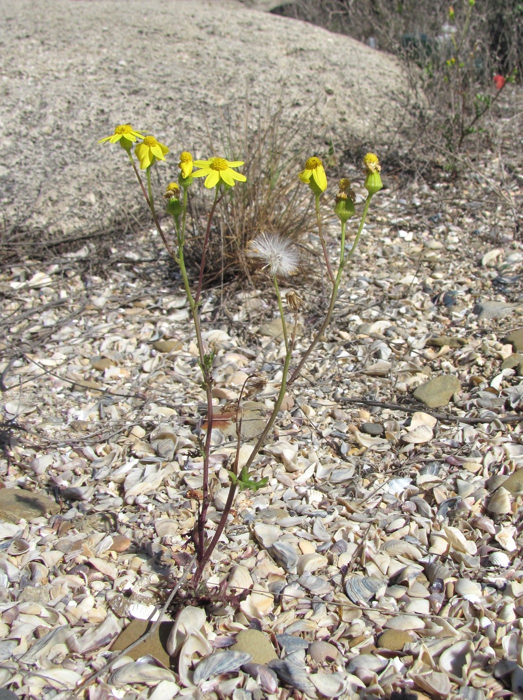 Image of Senecio vernalis specimen.
