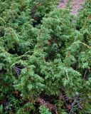 Juniperus sibirica. Ветвь с незрелыми шишкоягодами. Мурманская обл., Хибины, долина р. Кунийок, хвойный лес. 07.08.2018.