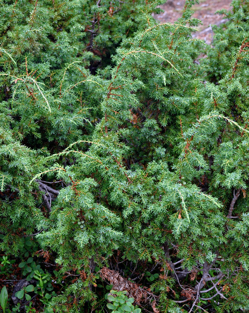 Image of Juniperus sibirica specimen.