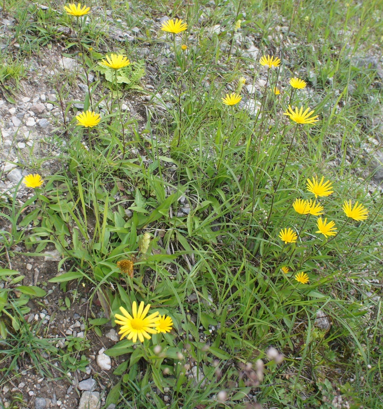 Image of Buphthalmum salicifolium specimen.