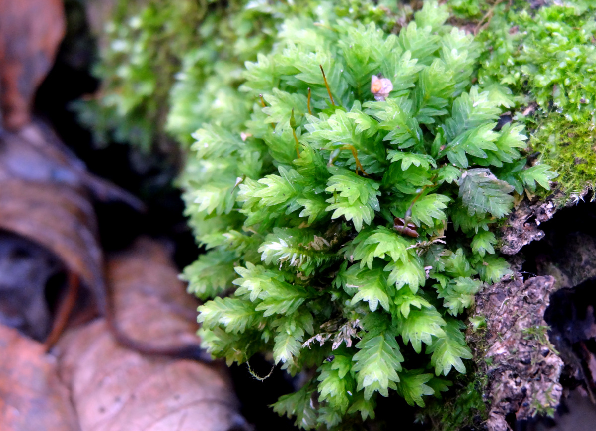 Image of Fissidens adianthoides specimen.