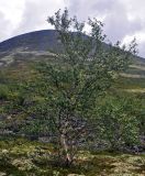 Betula czerepanovii