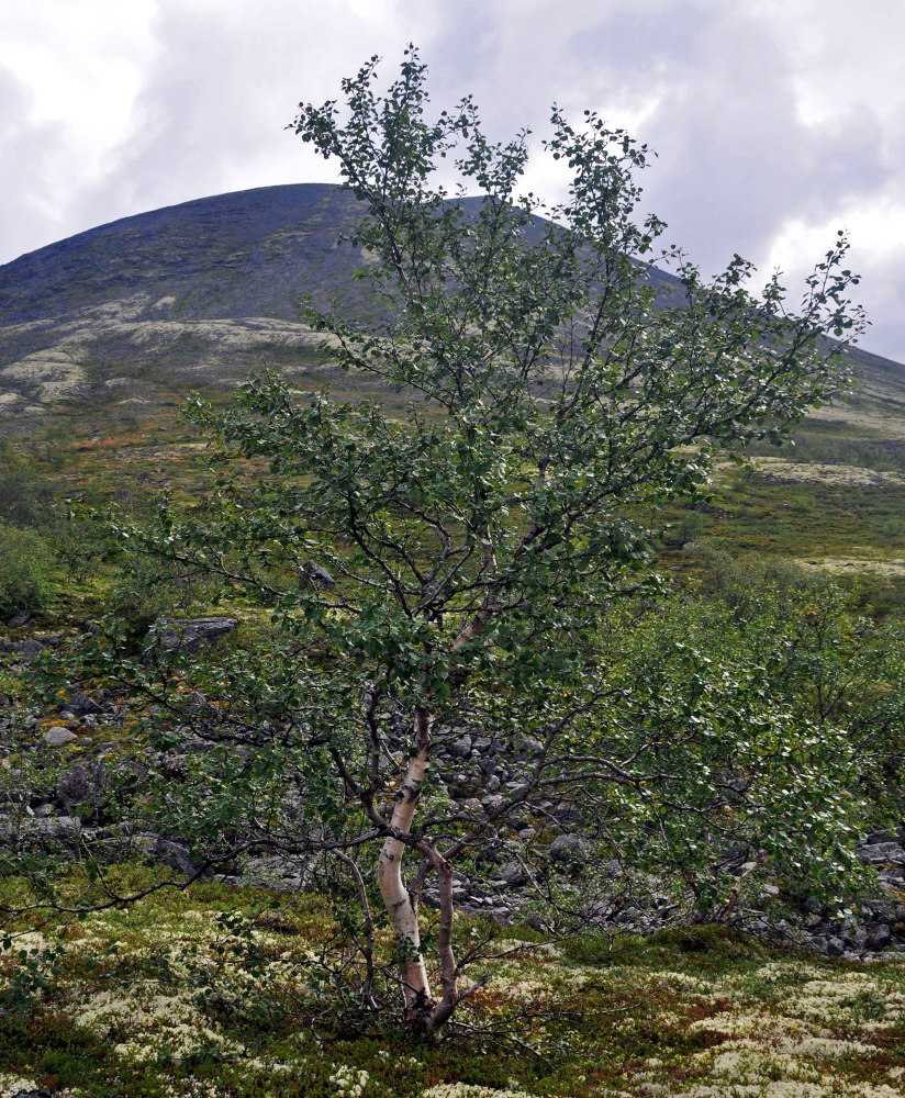 Изображение особи Betula czerepanovii.