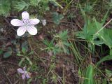 Geranium dahuricum