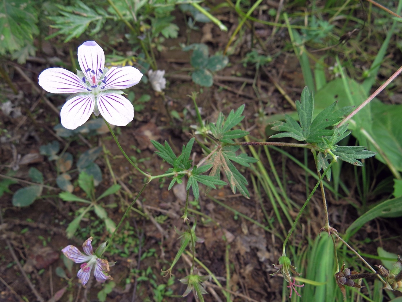 Изображение особи Geranium dahuricum.