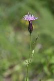 Crupina vulgaris