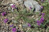 Oxytropis teres