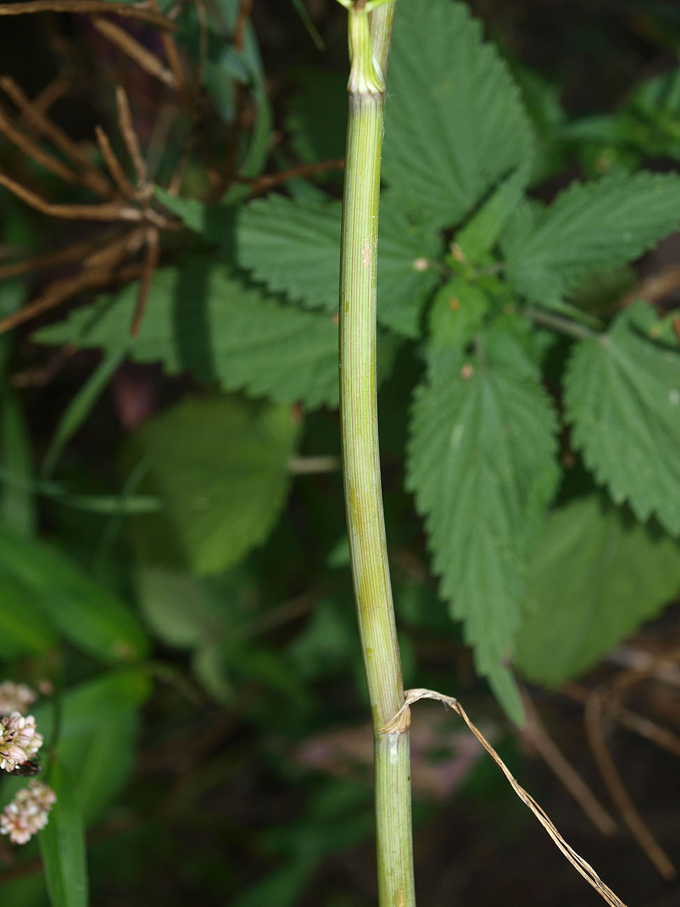 Image of Aethusa cynapium specimen.