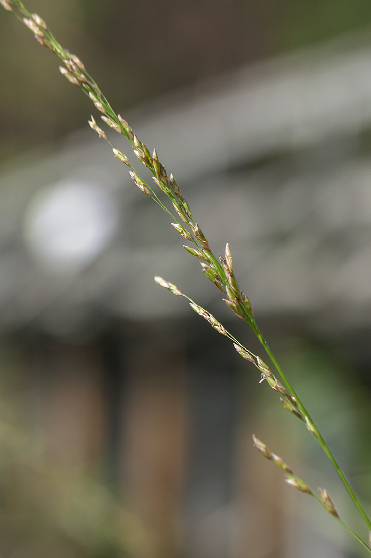 Image of Molinia caerulea specimen.
