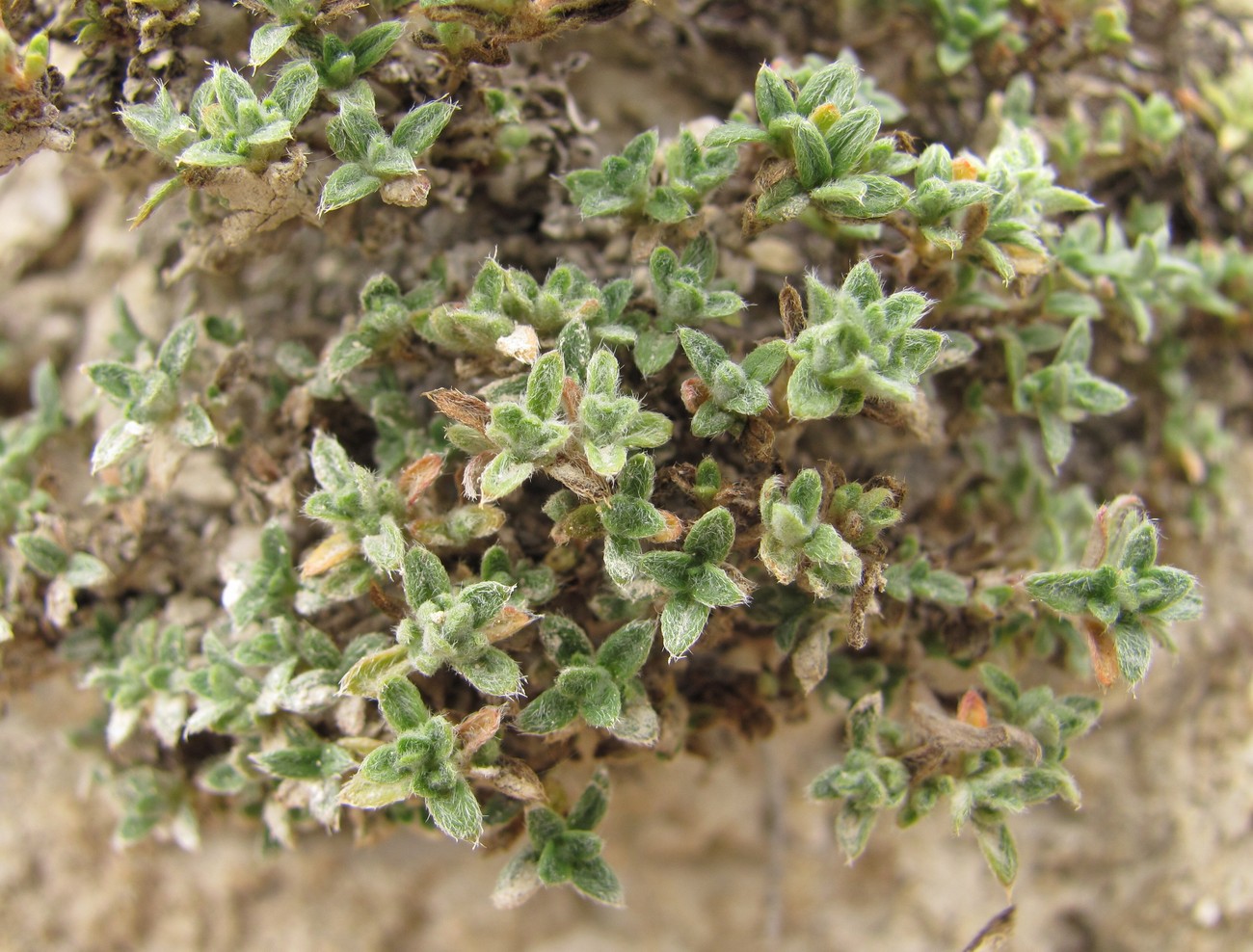 Image of genus Helianthemum specimen.