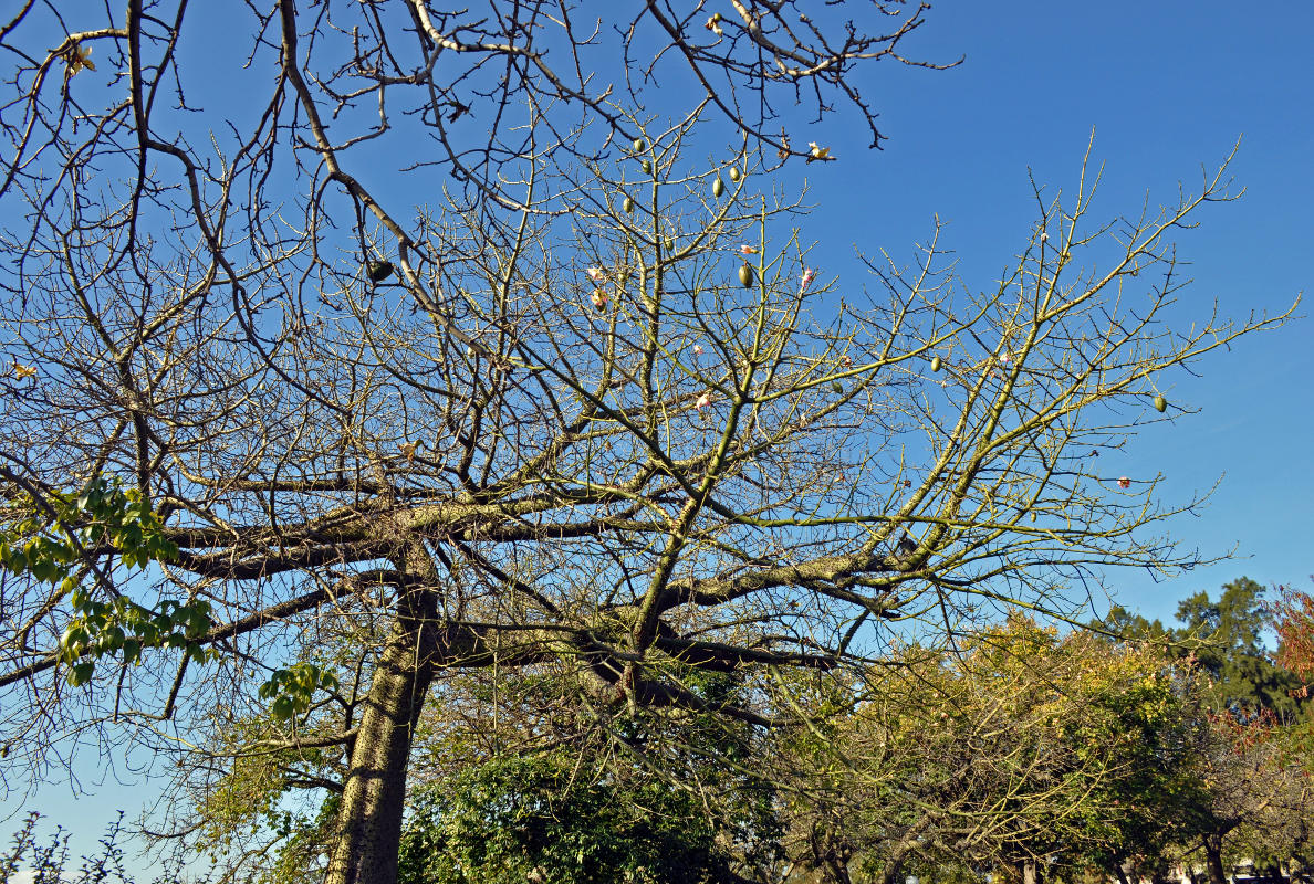 Изображение особи Ceiba speciosa.