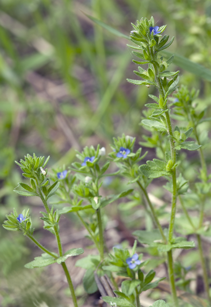 Image of Veronica arvensis specimen.