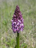 Orchis subspecies caucasica
