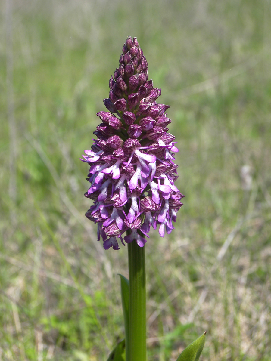 Изображение особи Orchis purpurea ssp. caucasica.