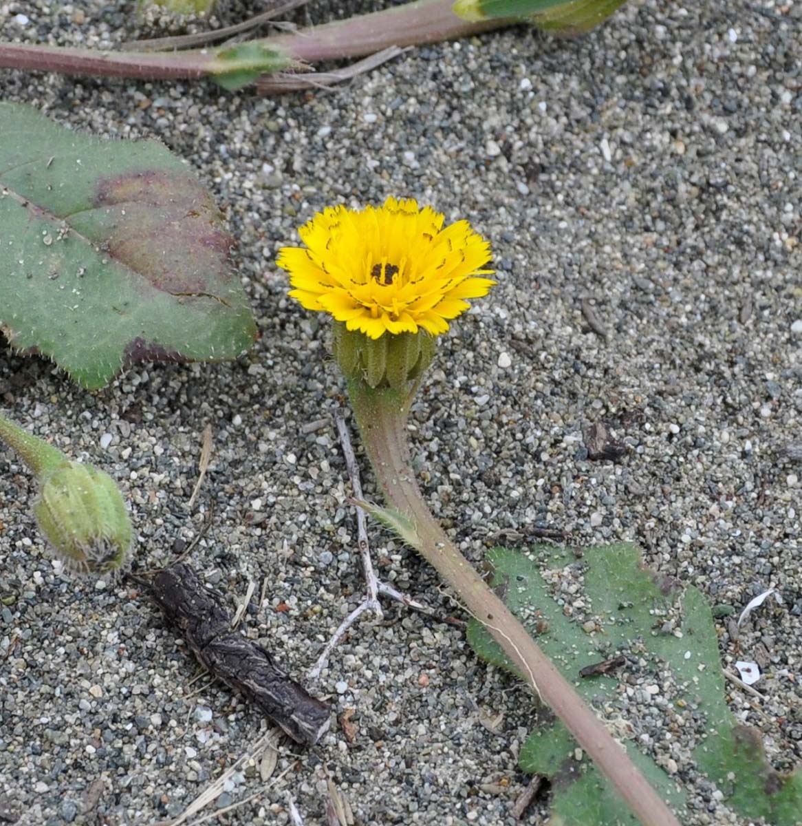 Image of Hedypnois rhagadioloides specimen.