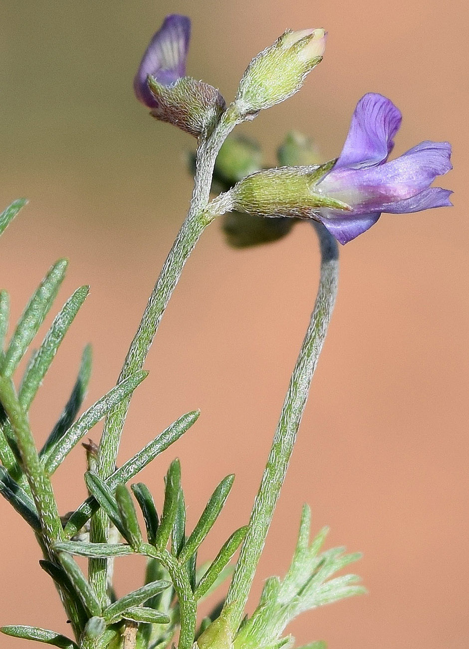 Изображение особи Astragalus nematodes.