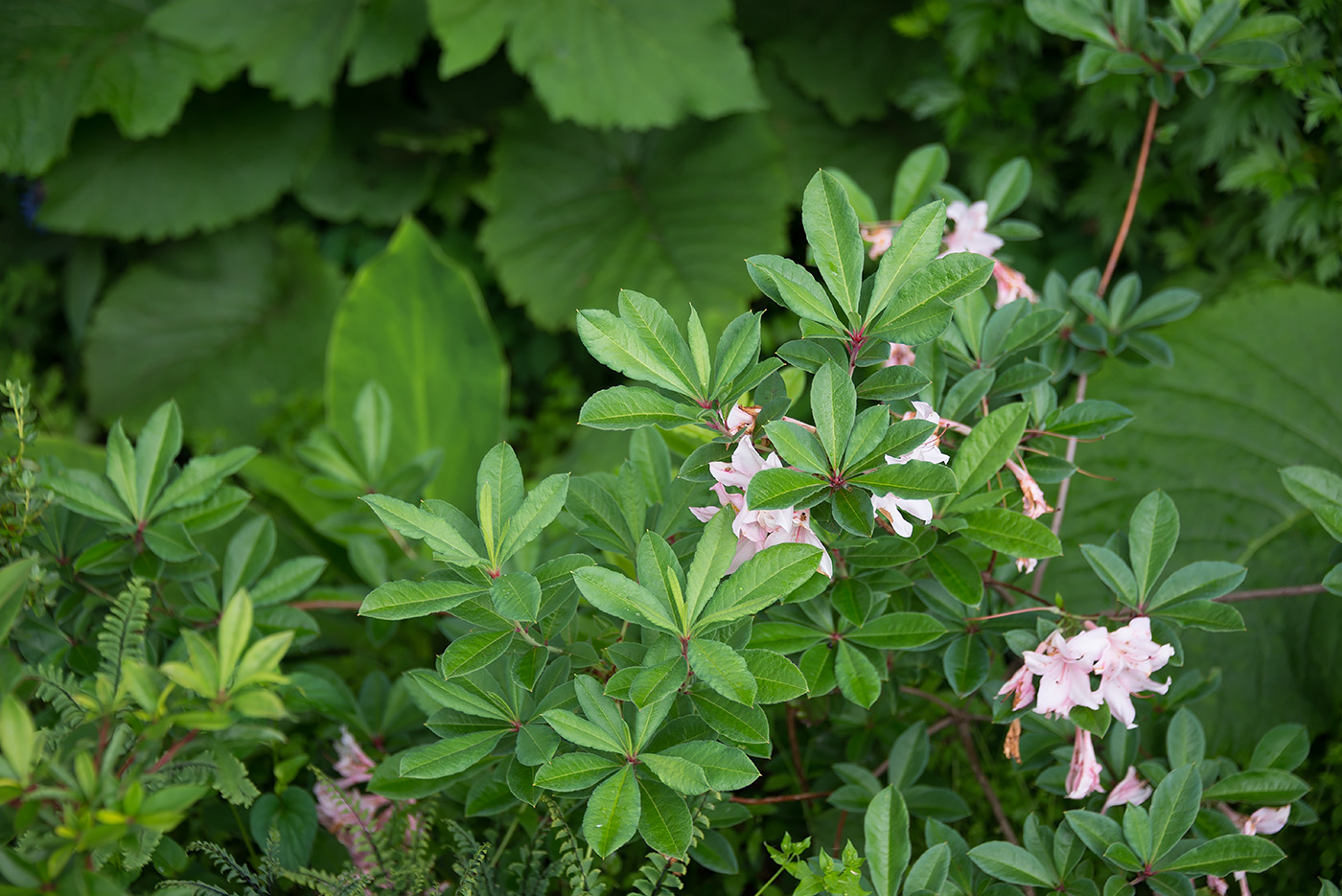 Изображение особи род Rhododendron.