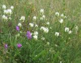 Astragalus onobrychis