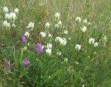 Astragalus onobrychis