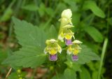 Galeopsis speciosa. Верхушка цветущего растения. Украина, Закарпатская обл., Тячевский р-н, с. Усть-Черная, поляна на г. Стоги. 21.06.2010.