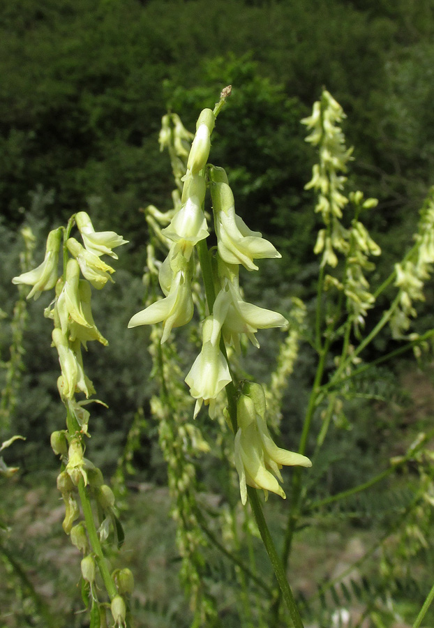 Изображение особи Astragalus galegiformis.