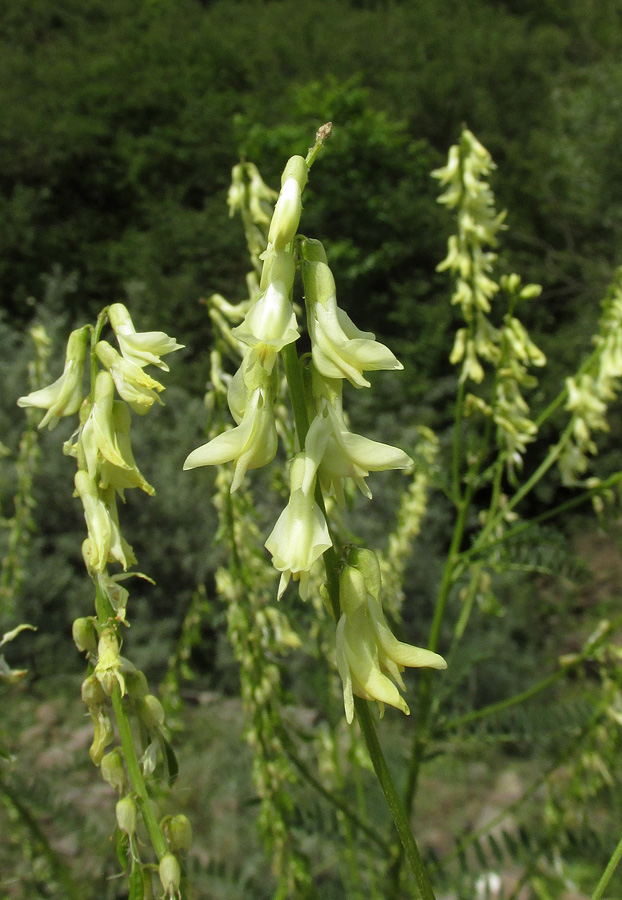 Image of Astragalus galegiformis specimen.