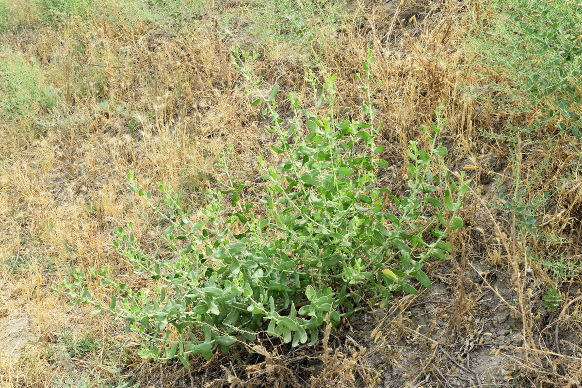 Изображение особи Karelinia caspia.