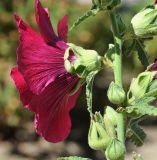 Alcea setosa