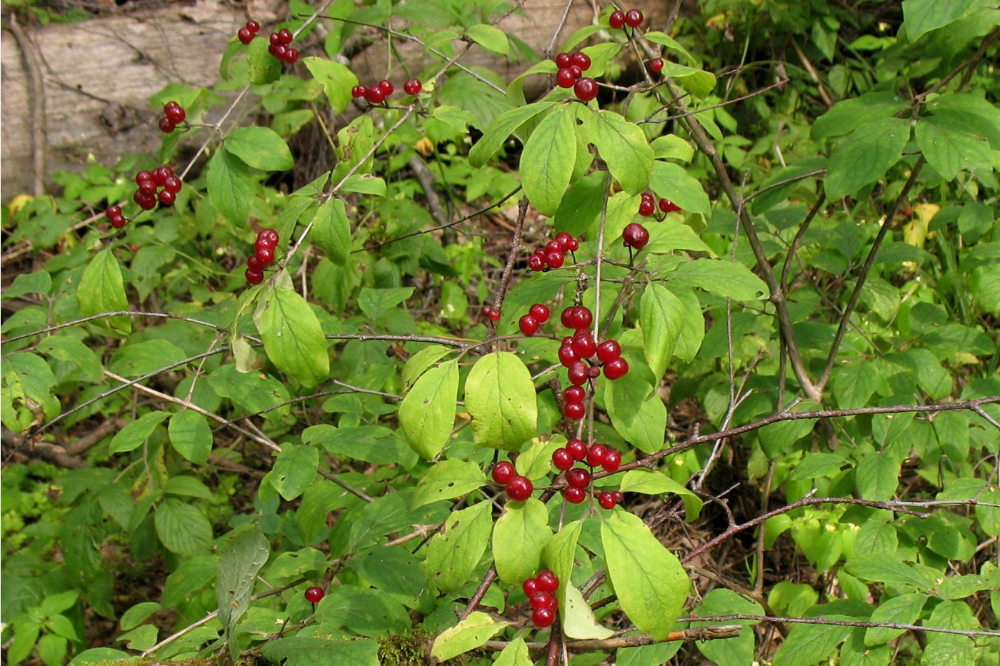 Изображение особи Lonicera xylosteum.