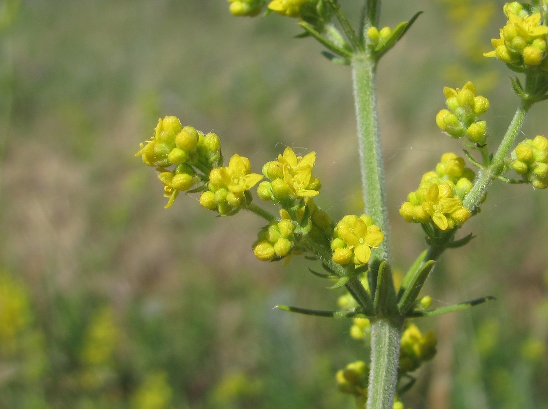 Изображение особи Galium verum.