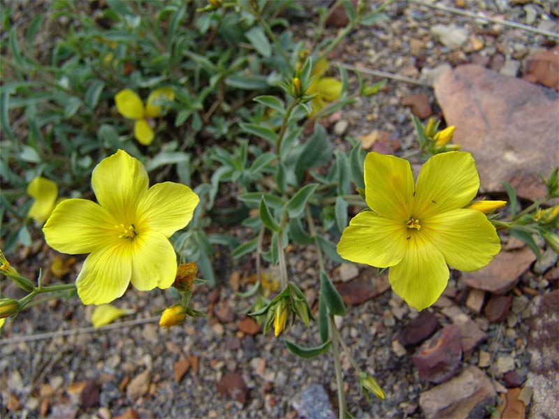 Изображение особи Linum alexeenkoanum.