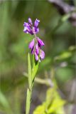 Polygala comosa. Верхушка цветущего растения. Ленинградская обл., Гатчинский р-н, окр. пос. Пудость, закустаренный разнотравный луг на месте заброшенного травертинового карьера. 29.06.2019.