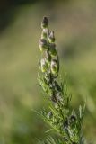 Aconitum confertiflorum. Верхушка зацветающего растения. Кабардино-Балкария, Эльбрусский р-н, долина р. Сылтрансу, ≈ 2200 м н.у.м., субальпийский луг. 05.08.2019.