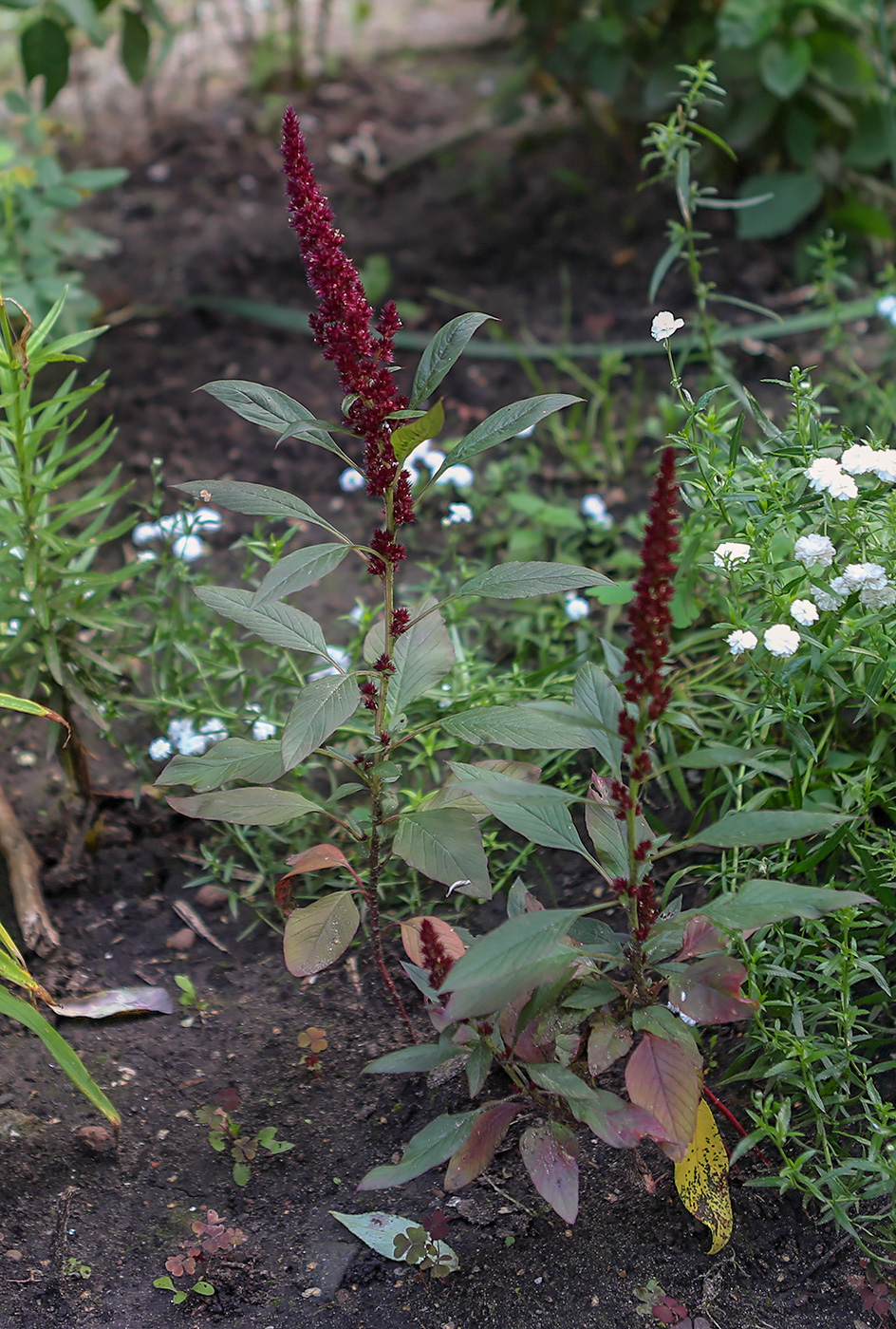 Изображение особи Amaranthus hypochondriacus.