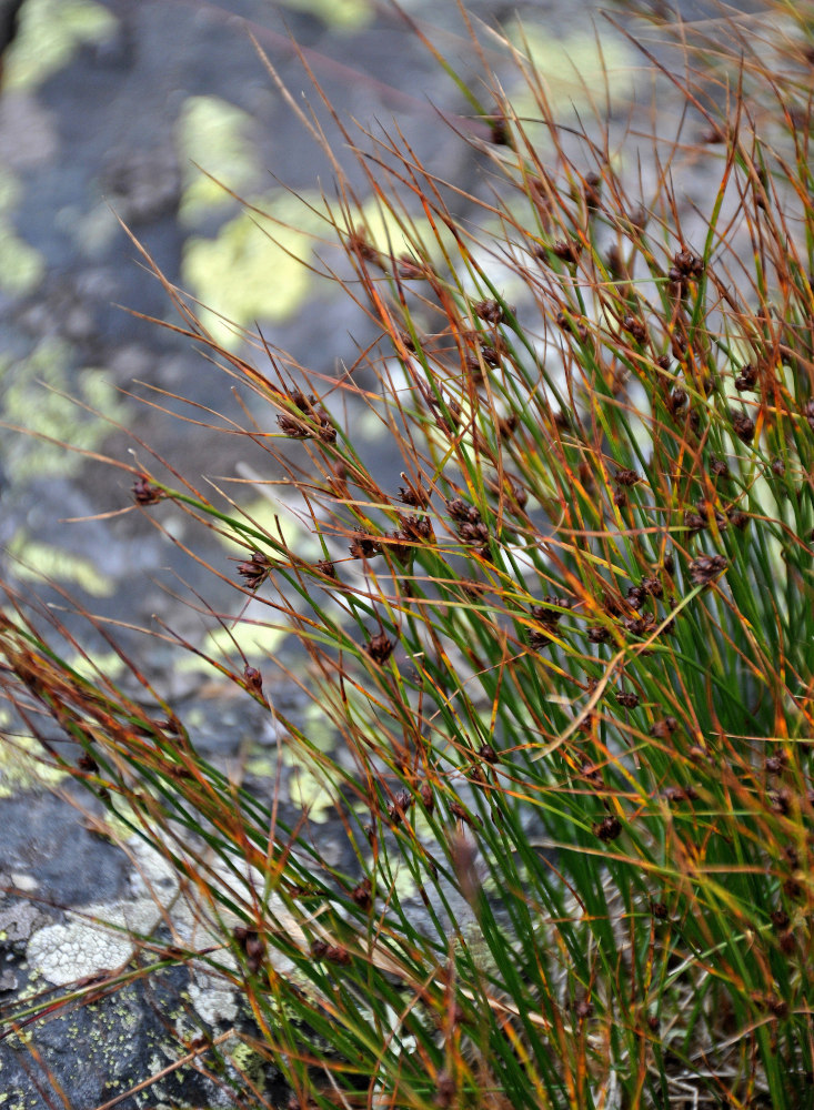 Изображение особи Juncus trifidus.