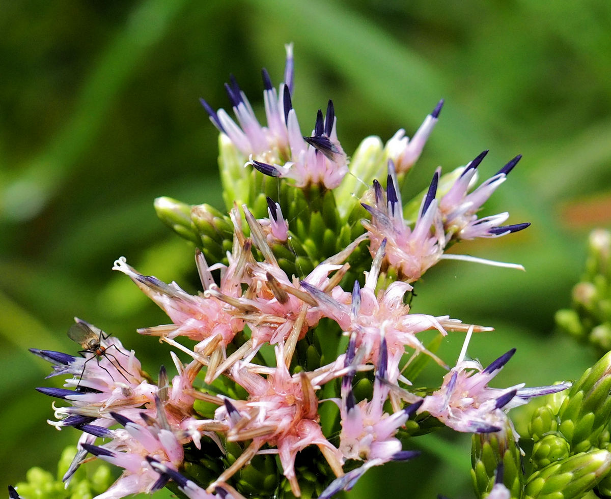 Изображение особи Saussurea neoserrata.