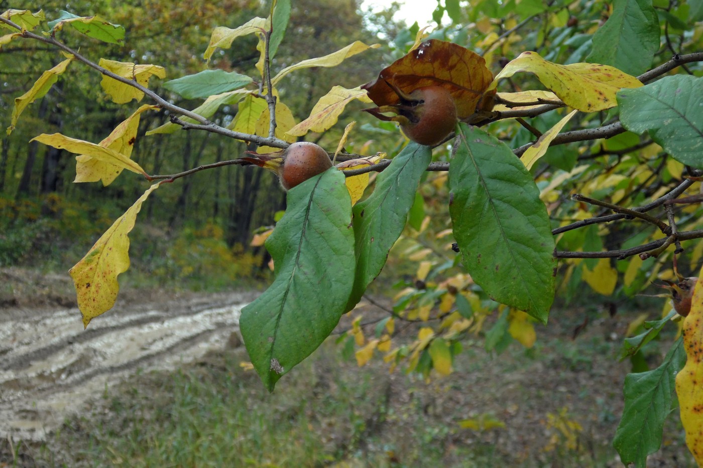 Изображение особи Mespilus germanica.