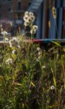 семейство Asteraceae. Верхушка плодоносящего растения. Краснодарский край, МО город-курорт Сочи, Адлерский р-н, Краснополянский поселковый округ, горный курорт Роза Хутор, долина р. Мзымта, 1470 м н.у.м. 5 октября 2019 г.