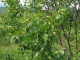Betula divaricata. Ветви. Камчатский край, Елизовский район, природный парк \"Вулканы Камчатки\", окрестности \"Медвежьей тундры\", кордон Центральный, берёзовое редколесье. 22.07.2010.