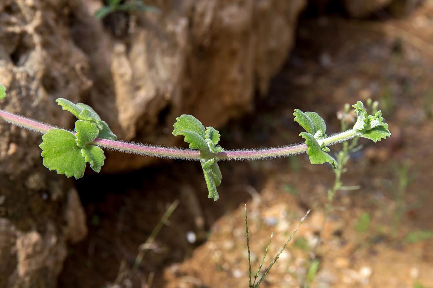 Image of Coleus australis specimen.