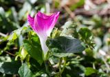 Ipomoea purpurea. Верхушка побега с цветком. Израиль, г. Бат-Ям, в парке. 20.02.2018.